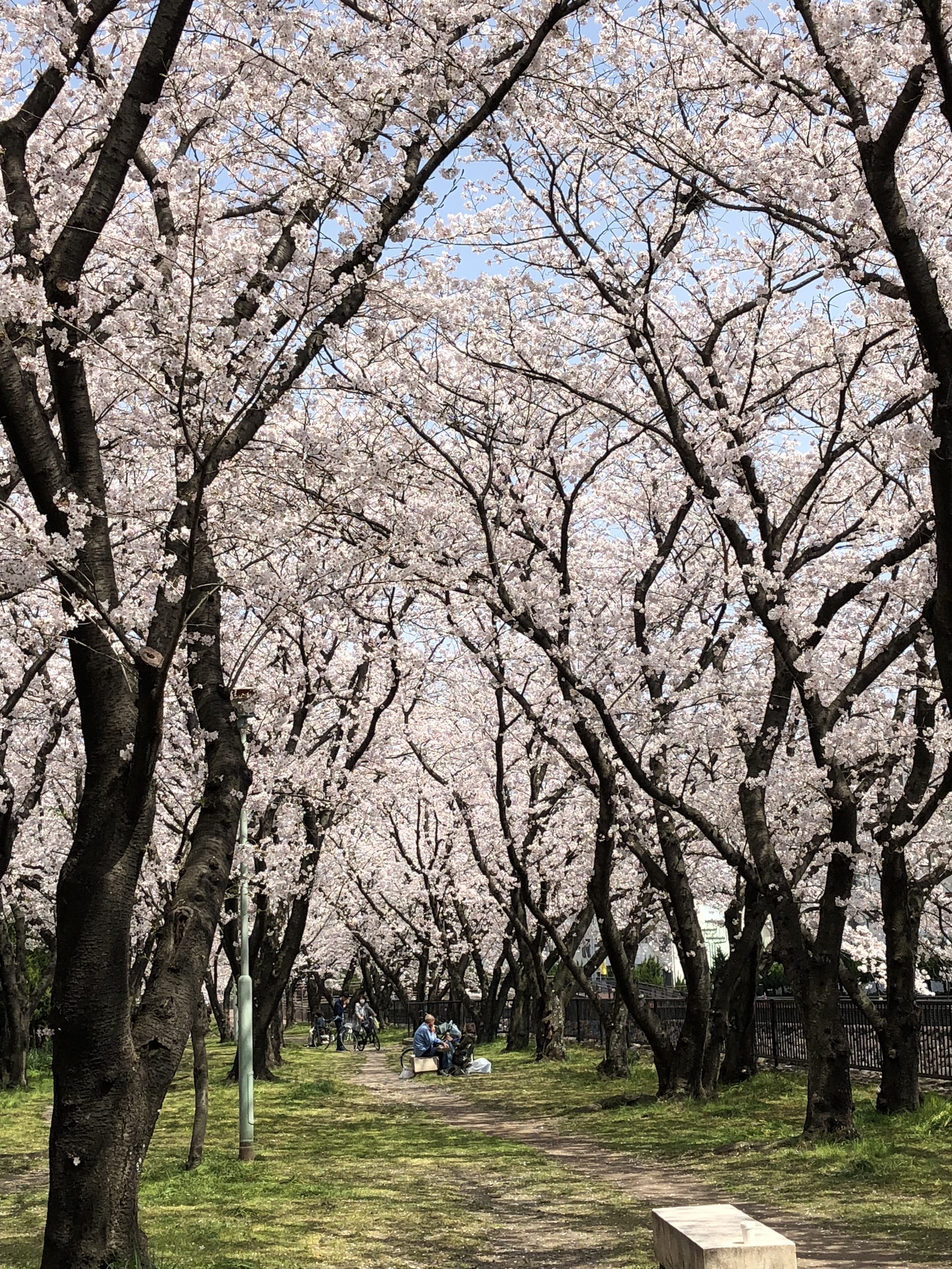 お花見ー(*´-`)