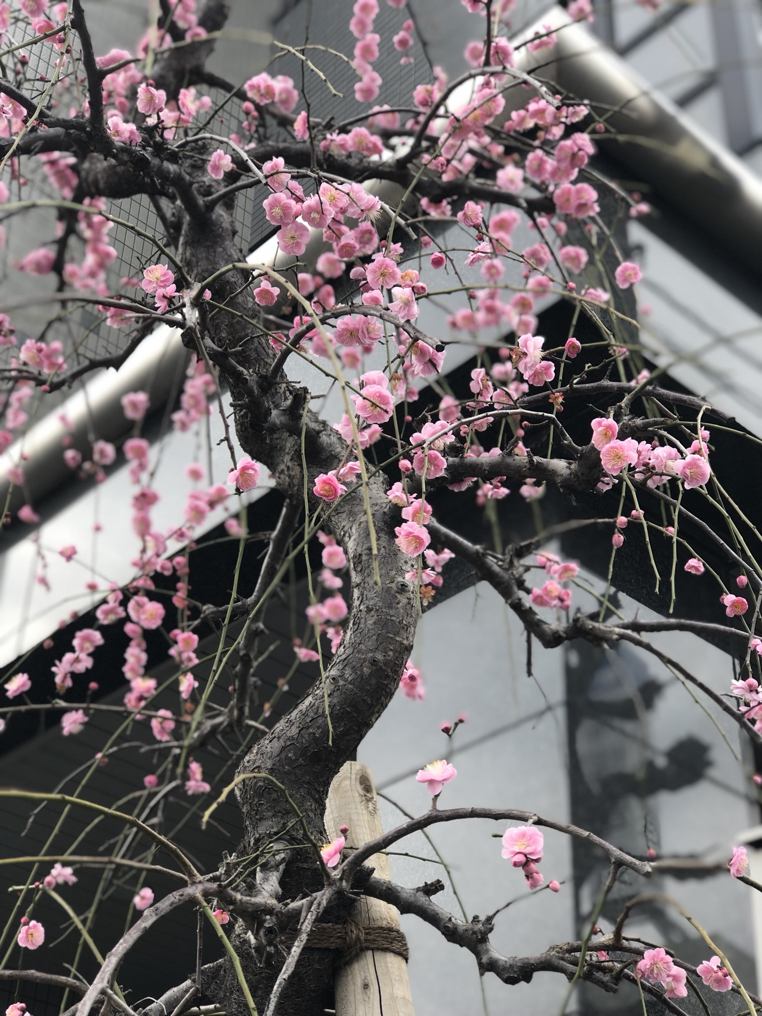 梅の花
