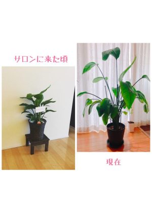 成長がハンパないー！