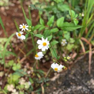 水分補給に♡ビデンスティー